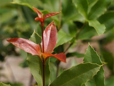 macadamier-ternifolia-2