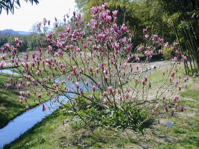 magnolia-a-fleur-de-lis-1
