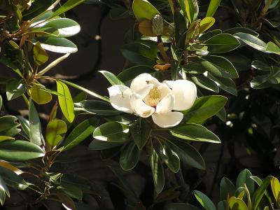magnolia-a-grandes-fleurs-2