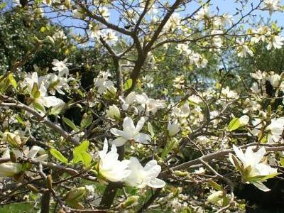 magnolia-de-loebner-1