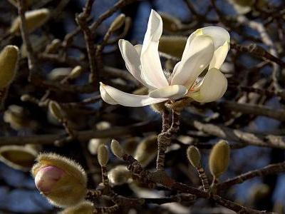 magnolia-de-loebner-2