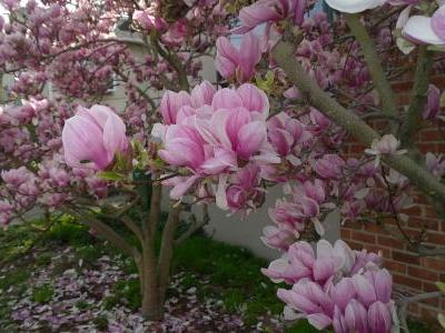 magnolia-de-soulange-2
