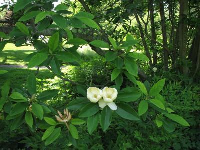 magnolia-de-virginie-1