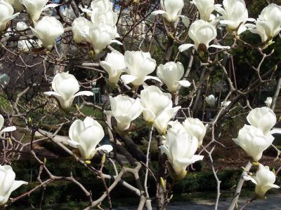 magnolia-du-yulan-1