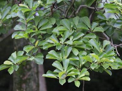 magnolia-du-yulan-2