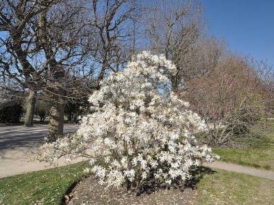 magnolia-etoile-1