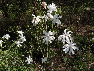 magnolia-etoile-2