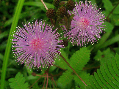 mimosa-pudique-2