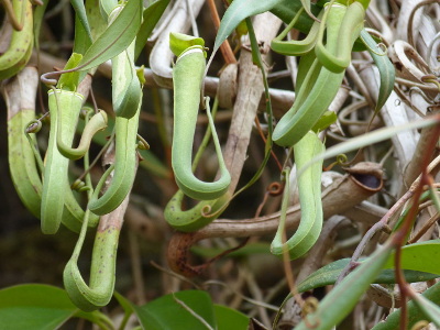 nepenthes-1