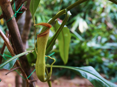 nepenthes-2