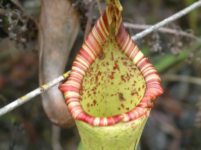 nepenthes-maxima-1