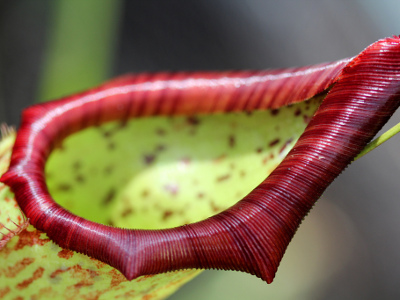 nepenthes-maxima-2
