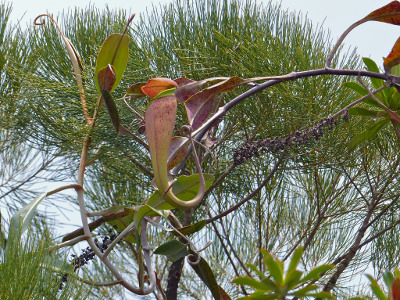 nepenthes-rafflesiana-1