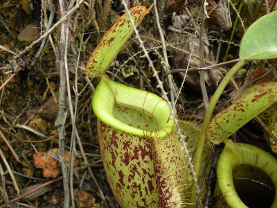 nepenthes-x-hookeriana-1