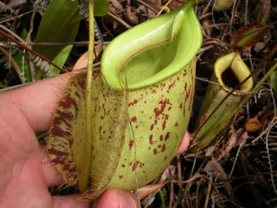 nepenthes-x-hookeriana-2