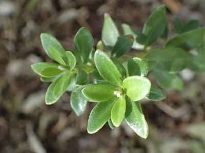 olearia-nummulariifolia-1