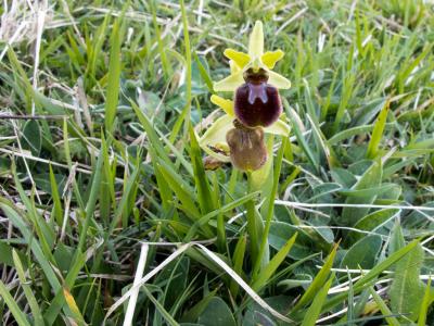 ophrys-araignee-1
