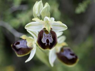 ophrys-araignee-2