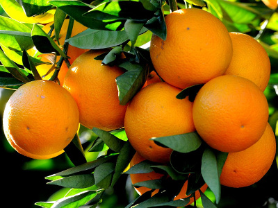 oranger-commun