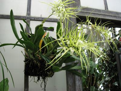 orchidee-araignee-1