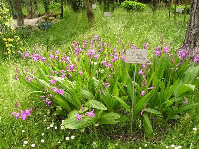 orchidee-jacinthe-1