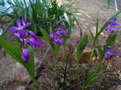 orchidee-jacinthe-2