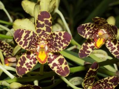 orchidee-leopard-2