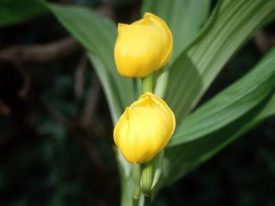 orchidee-tulipe-1