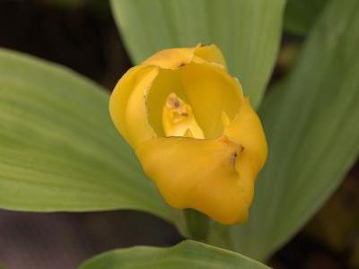 orchidee-tulipe-2