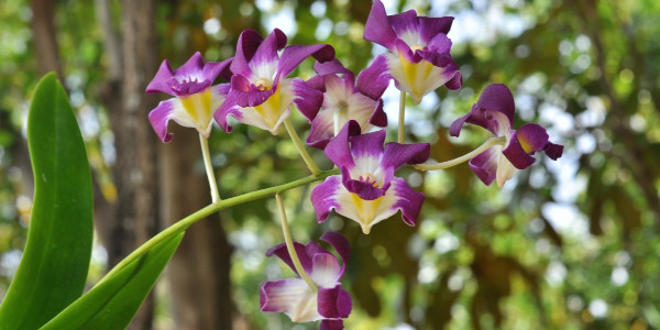 orchidees-terrestres