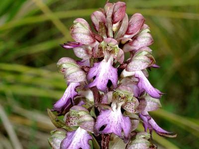 orchis-geant-2