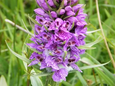 orchis-pourpre-2