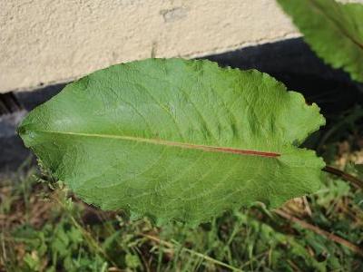 oseille-a-feuilles-obtuses-2
