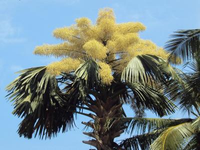 palmier-tallipot-1