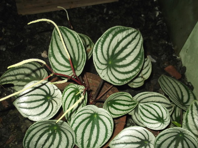 peperomia-d-argent-2