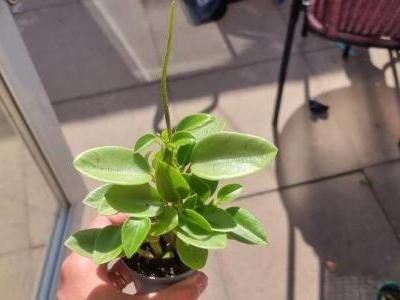 peperomia-scandens-1
