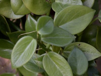 peperomia-scandens-2