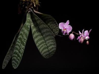 phalaenopsis-schilleriana-1