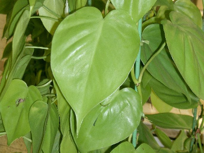 philodendron-2
