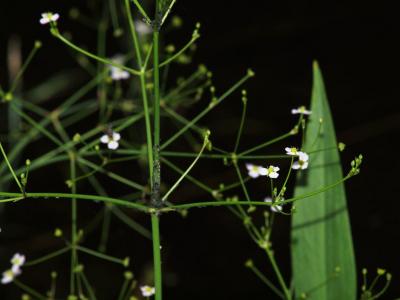 plantain-d-eau-a-feuilles-lanceolees-2