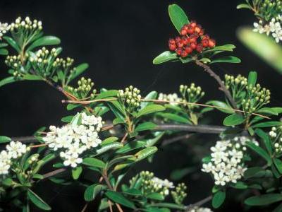 pyracantha-angustifolia-2