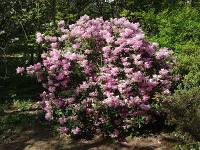 rhododendron-de-william-1