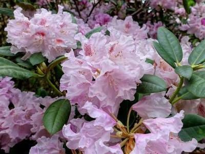 rhododendron-de-yakushima-2