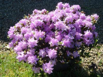 rhododendron-emmele-1