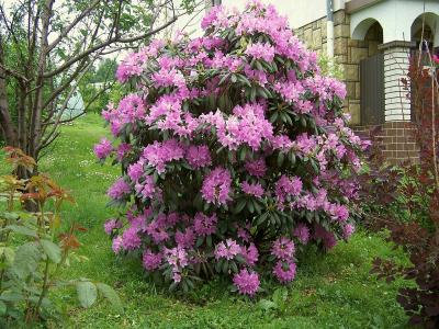rhododendron-pourpre-1