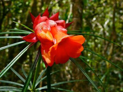 rhododendron-stenophyllum-2