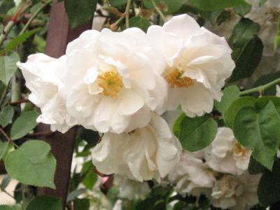 rosier-adelaide-d-orleans-1