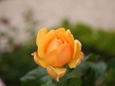 rosier-amber-queen-2