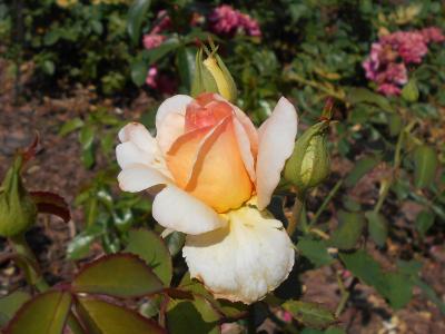 rosier-apricot-nectar-1