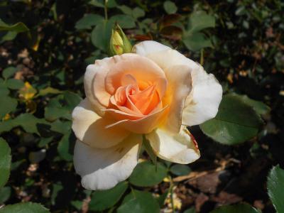 rosier-apricot-nectar-2